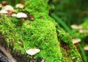 世界举重公开赛选手康复训练营招生简章公布，2021世界举重冠军